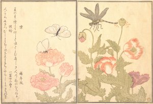 Butterfly Cho, Dragonfly Kagero ou Tonbo, 1788. de Kitagawa Utamaro