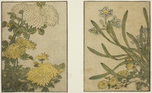 Crisântemo e Narciso, do livro ilustrado "Livro ilustrado: Flores das quatro estações (Ehon shiki no hana)", vol. 2 de Kitagawa Utamaro