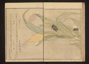 Cigarra e aranha no milho de Kitagawa Utamaro