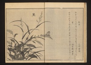 Grilo e vaga-lumes em polygonum e já de Kitagawa Utamaro