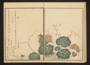 Minhoca e grilo preto em saxifrage rastejante de Kitagawa Utamaro