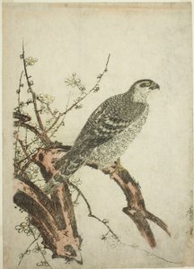 Falcão em um galho de ameixa de Kitagawa Utamaro