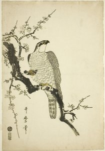 Falcão em um galho de ameixa de Kitagawa Utamaro