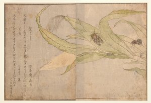 Higurashi e aranha, 1788 (xilogravura) de Kitagawa Utamaro