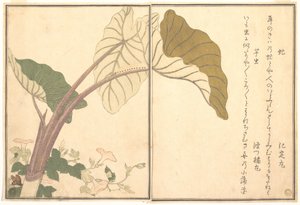  de Kitagawa Utamaro