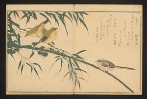 Mama de cauda longa e olho branco de Kitagawa Utamaro
