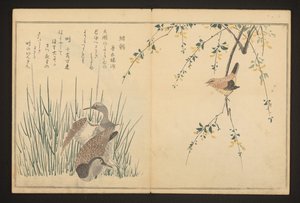 Mallard e kingfisher de Kitagawa Utamaro