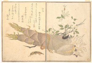 Grilo-toupeira (Kera); tesourinha (Hasami-mushi), do Livro ilustrado de criaturas rastejantes (Ehon mushi erami) de Kitagawa Utamaro