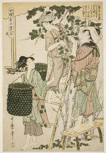 Nº 2 (ni), da série "Mulheres engajadas na indústria da sericultura (Joshoku kaiko tewaza-gusa)" de Kitagawa Utamaro