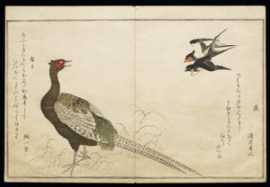 P.332-1946 Vol.1 f.6 Par de Chimney Swallows e um Green Pheasant, do álbum &39;Birds comparison in Humorous Songs&39;, 1791 (impressão em xilogravura a cores) de Kitagawa Utamaro
