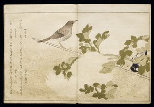 P.332-1946 Vol.2 f.2 Manchurian Great Tit e um Robin, do álbum &39;Birds comparison in Humorous Songs&39;, 1791 (impressão em xilogravura a cores) de Kitagawa Utamaro