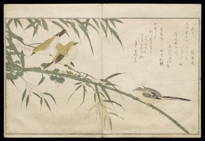 P.332-1946 Vol.2 f.6 Long-tailed Tit e três White Eyes, do álbum &39;Birds comparison in Humorous Songs&39;, 1791 (impressão em xilogravura a cores) de Kitagawa Utamaro