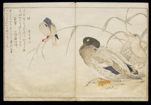 P.332-1946 Vol.2 f.7 Dois patos selvagens e um Kingfisher comum, de um álbum &39;Aves comparados em canções humorísticas&39;, 1791 (impressão em xilogravura a cores) de Kitagawa Utamaro