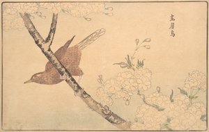 The Gray Thrush, 1789.