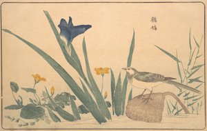 The Pied Wagtail, 1789.