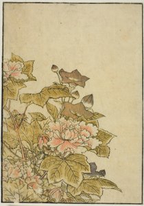 Flores de outono: peônias e campânulas, do livro "Espelho de belas mulheres dos aposentos do prazer (Seiro bijin awase sugata kagami)", vol. ２ de Kitao Shigemasa
