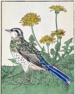 Bird. Desenho japonês de Kitao Kosuisai de Kitao Shigemasa