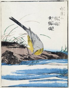 Bird. Desenho japonês de Kitao Kosuisai