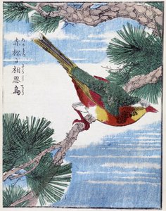 Um pássaro numa árvore. Desenho japonês de Kitao Kosuisai de Kitao Shigemasa