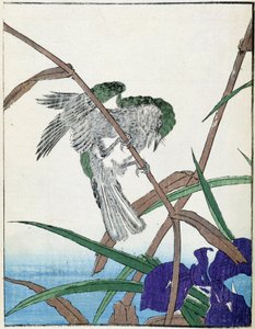 Um pássaro numa árvore. Desenho japonês de Kitao Kosuisai de Kitao Shigemasa