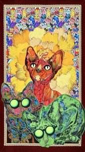 Gatos Sphynx coloridos