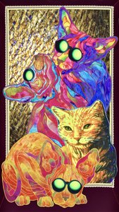 Gatos com Óculos Fixes