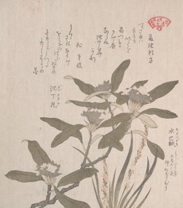 Daphne odora e Mojisuri-so, século XIX. de Kubo Shunman