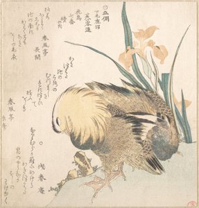 Par de patos-mandarins e flores de íris de Kubo Shunman