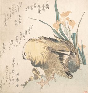 Par de Patos Mandarins e Flores de Íris, finais do século XVIII - início do século XIX. de Kubo Shunman