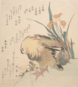 Par de patos mandarim e flores de íris, final do século 18 e início do século 19. de Kubo Shunman