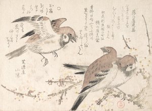 Sparrows and Plum Blossoms, século XIX. de Kubo Shunman