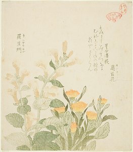 A calêndula comum e as flores de Rajoman de Kubo Shunman
