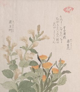 A Calêndula Comum e As Flores Rajoman, século XIX. de Kubo Shunman