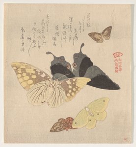 O Manual de Pintura do Bando de Borboletas (Guncho? Gafu) de Kubo Shunman