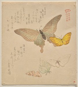 Manual de Pintura de Bando de Borboletas (Guncho? Gafu) de Kubo Shunman