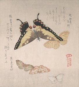 Várias mariposas e borboletas, século XIX. de Kubo Shunman