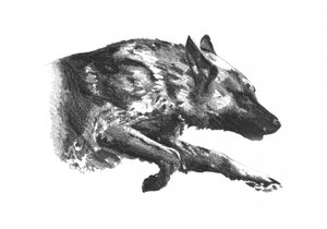  de Kulik