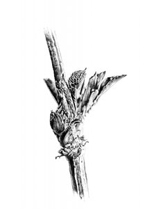  de Kulik