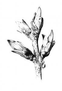 de Kulik