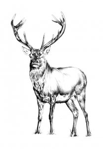  de Kulik