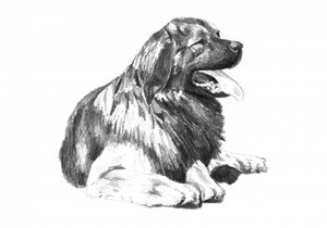  de Kulik