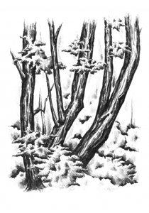  de Kulik