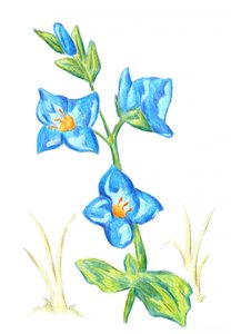  de Kulik