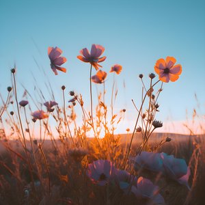 Campo de flores 3