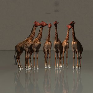 Girafas em harmonia de Kurt Heppke