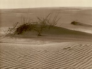 Duna errante no Curonian Spit ao norte de Rossitten; Mudando a duna um o cuspe de areia da Curlândia no norte de Rossitten (foto b/w) de Kurt Hielscher