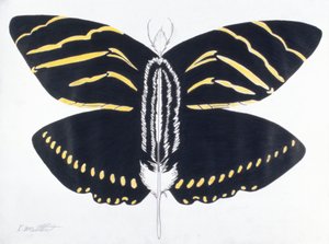 Borboleta com penas, 2004 (lápis de cor sobre papel)