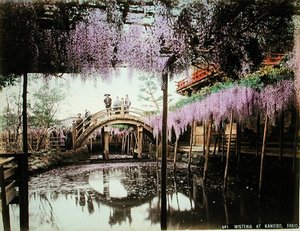 Wisteria em Kameido, Tóquio (impressão de álbuns coloridos à mão em cartão) de Kusakabe (attr. to) Kimbei