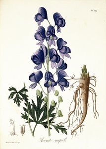 Aconitum Napellus, de &39;Phytographie Medicale&39;, de Joseph Roques (1772-1850), publicado em 1821