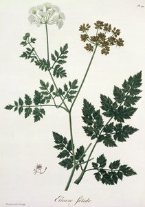 Aethusa Cynapium de &39;Phytographie Medicale&39; por Joseph Roques (1772-1850), publicado em 1821